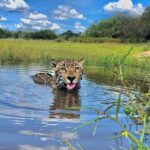 Matí, a onça de 'Pantanal' (Globo)