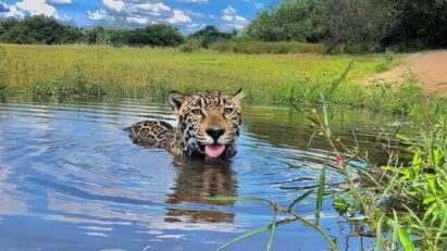 Matí, a onça de 'Pantanal' (Globo)