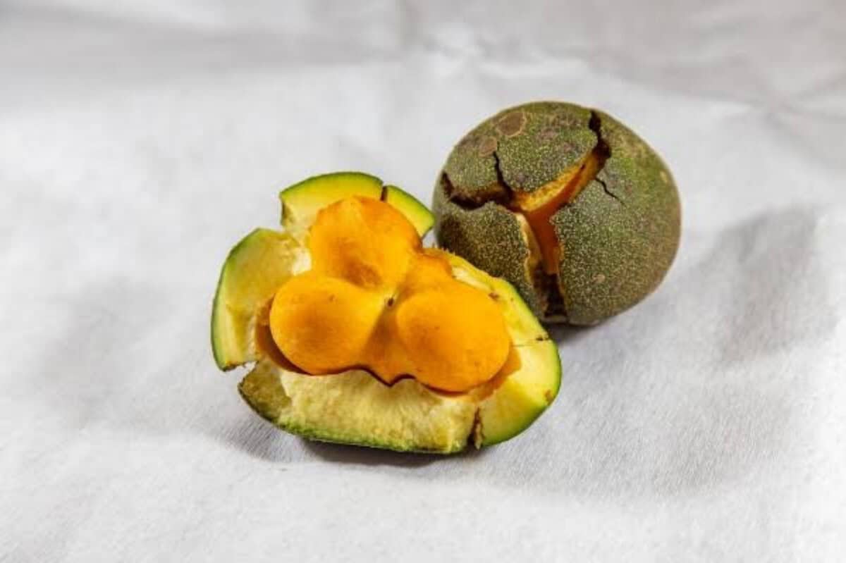 O Pequi é uma fruta típica do Cerrado brasileiro, comum em regiões como Goiás, Minas Gerais, Mato Grosso e Tocantins